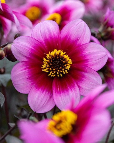 DÁLIA (GEORGÍNA) WISHES N' DREAMS 10 ks